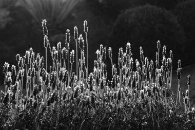 Portekiz bahçesinde çiçek açan lavanta çalısı