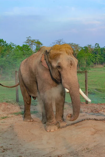 Éléphant Asie Dans Centre Reproduction Parc National Chitwan Népal — Photo