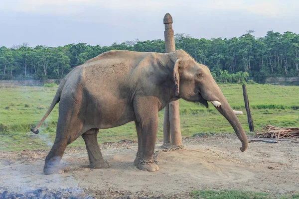 Elefante Asiático Centro Reprodução Parque Nacional Chitwan Nepal — Fotografia de Stock