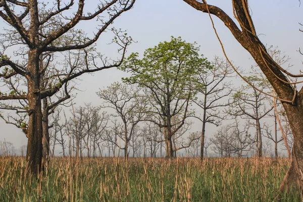 Naplemente Chitwan Nemzeti Parkban Nepálban — Stock Fotó