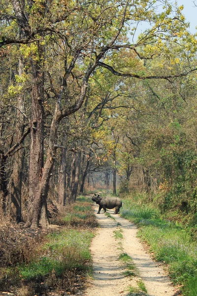 Rinoceronte Indio Parque Nacional Chitwan Cruzan Camino — Foto de Stock