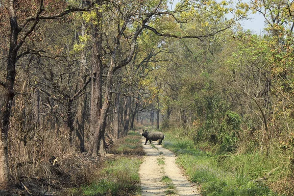 Chitwan Ulusal Parkı Ndaki Hint Gergedanı Patikadan Geçiyor — Stok fotoğraf