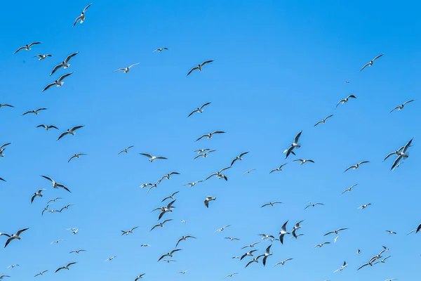 青い空の下を飛ぶカモメの群れ — ストック写真