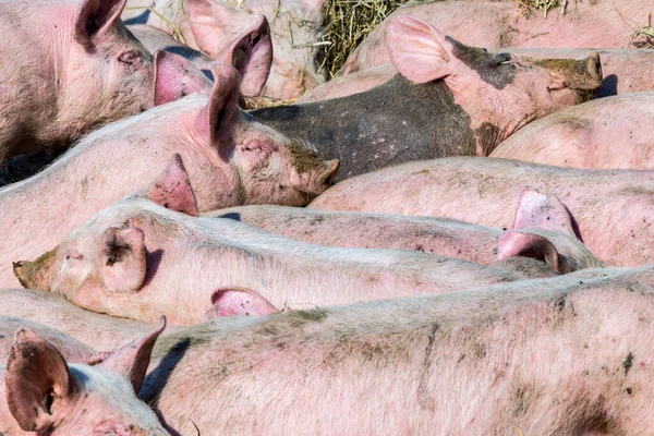 Schweineschwarm Einem Biohof Auf Usedom — Stockfoto