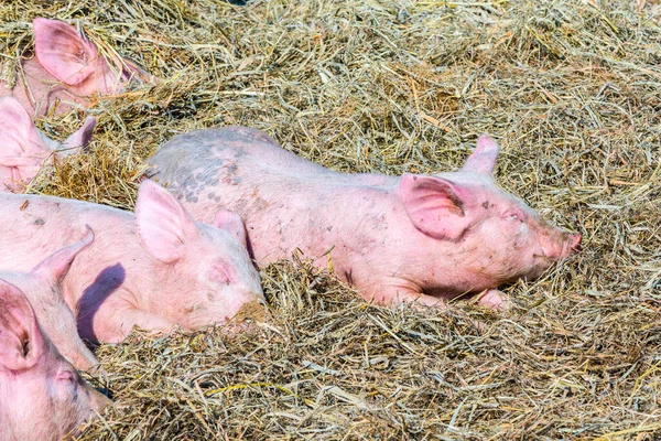 Schweineschwarm Einem Biohof Auf Usedom — Stockfoto