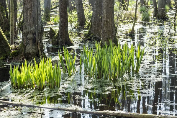 ユースケリッツの国立公園の有名な湿地帯 — ストック写真
