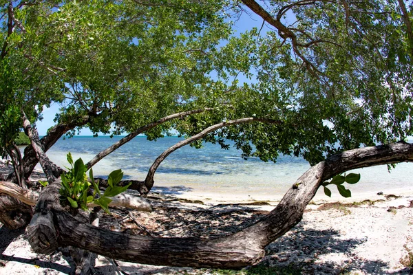 Hermosa Playa Vacía Los Cayos Cerca Key West Florida Big — Foto de Stock