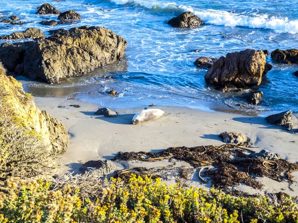 Oroszlánfóka Élvezi Fekszik Strandon Közel Point Lobos — Stock Fotó