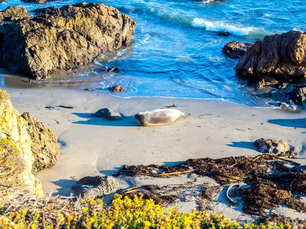 Leão Marinho Gosta Deitar Praia Perto Point Lobos — Fotografia de Stock