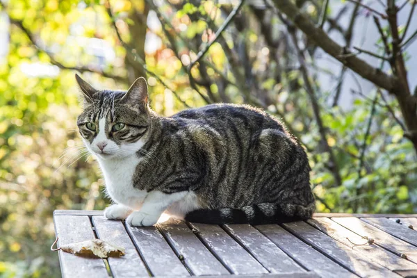 Tahta Masada Oturan Mavi Gözlü Şirin Kedi Yeşil Yaz Bokeh — Stok fotoğraf