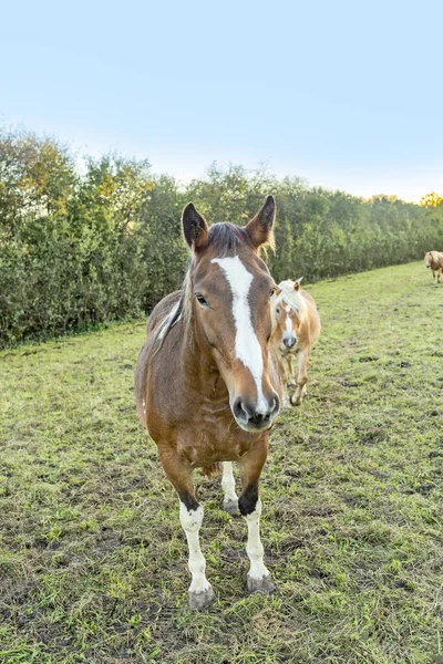 Kopf Des Pferdes Auf Dem Feld — Stockfoto
