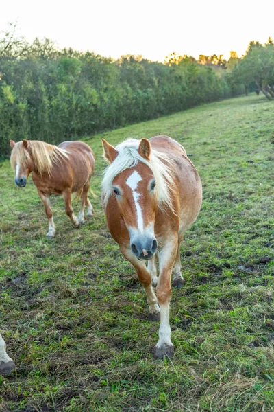 Kopf Des Pferdes Auf Dem Feld — Stockfoto