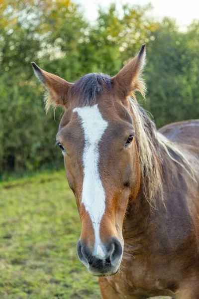 Tête Cheval Sur Terrain — Photo