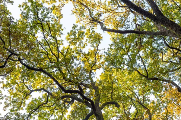 Crown Tree Green Leaves Blue Sky — Stock Photo, Image