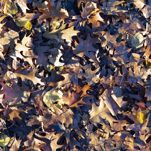 Hintergrund Der Blätter Herbstfarbe — Stockfoto