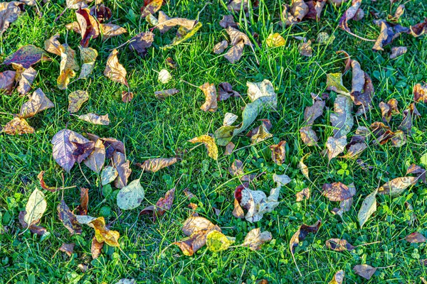 Фон Листьев Осеннего Цвета — стоковое фото
