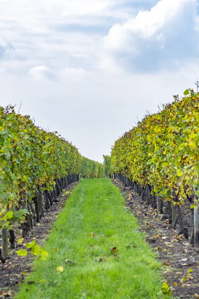 Feuilles Raisin Dans Une Belle Lumière Gros Plan — Photo