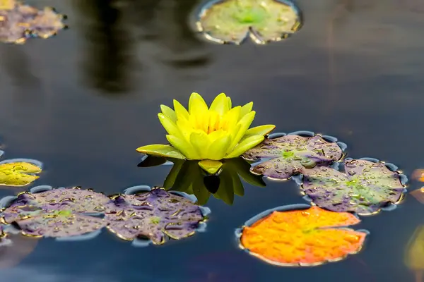 湖に浮かぶ睡蓮を咲かせ — ストック写真