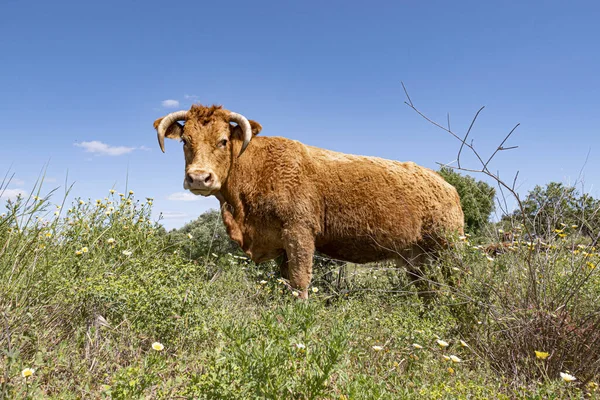 葡萄牙阿尔加维蓝天下的草地上放牧的自由放养奶牛 — 图库照片