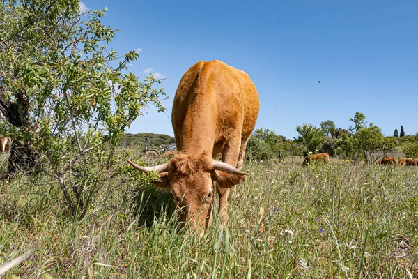 Vaches Liberté Pâturant Dans Prairie Sous Ciel Bleu Algarve Portugal — Photo