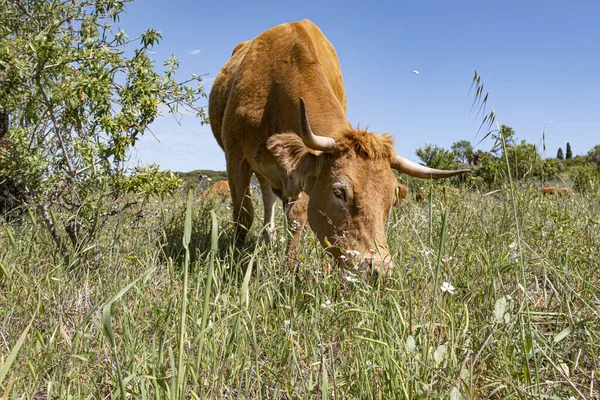 Vaches Liberté Pâturant Dans Prairie Sous Ciel Bleu Algarve Portugal — Photo