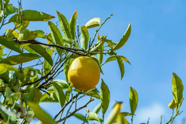 成熟的橙子挂在蓝天下的桔树下 — 图库照片