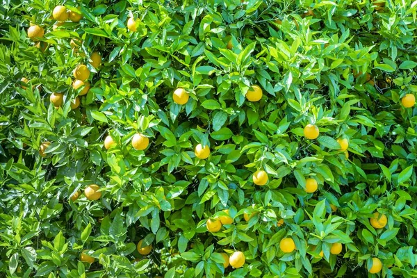 Rijp Oranje Hangend Aan Sinaasappelboom Onder Blauwe Lucht — Stockfoto