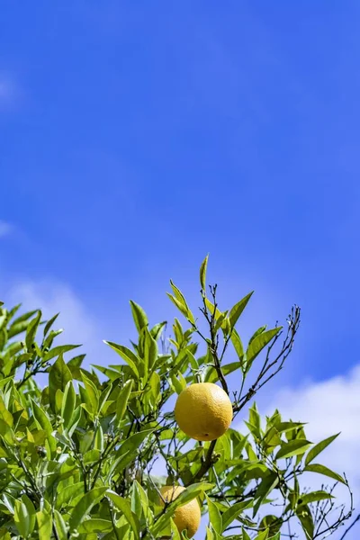Rijp Oranje Hangend Aan Sinaasappelboom Onder Blauwe Lucht — Stockfoto
