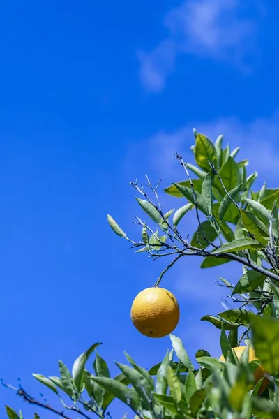 Naranja Madura Colgando Naranjo Bajo Cielo Azul —  Fotos de Stock