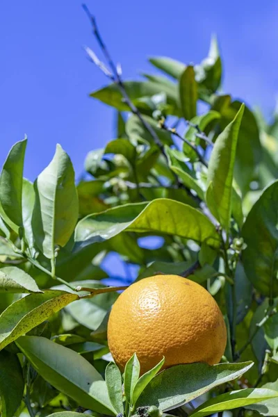 Naranja Madura Colgando Naranjo Bajo Cielo Azul —  Fotos de Stock