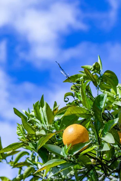 Naranja Madura Colgando Naranjo Bajo Cielo Azul —  Fotos de Stock