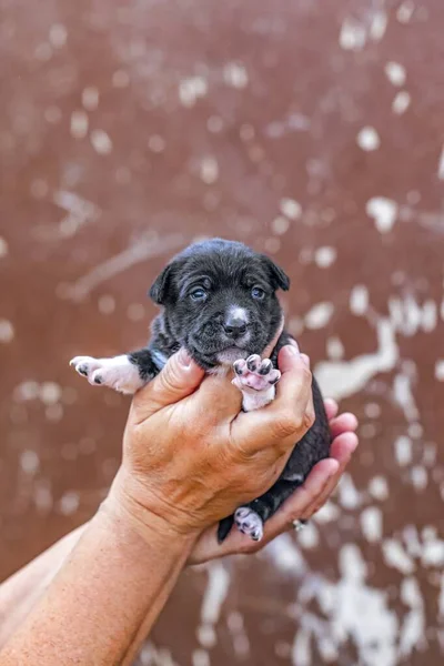 Δύο Εβδομάδων Μικρό Σκυλάκι Εκμετάλλευση Στο Χέρι — Φωτογραφία Αρχείου
