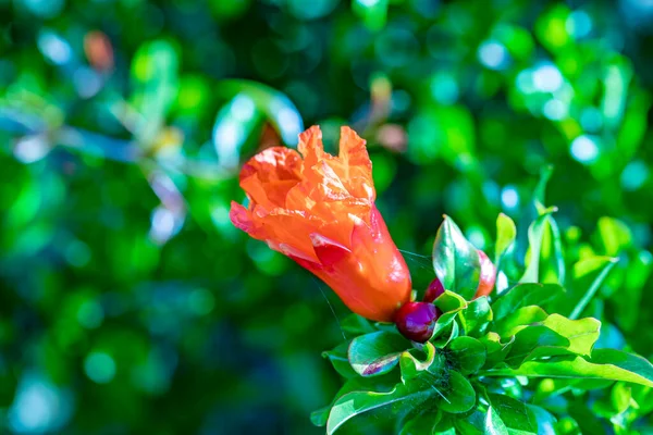 Detalle Planta Capuchina Flor — Foto de Stock