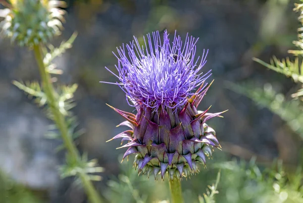 Detail Blooming Thistle Plant — Stock Photo, Image