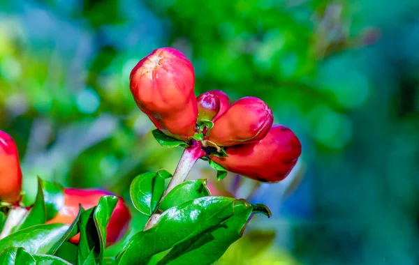 Detail Der Blühenden Granatapfelpflanze — Stockfoto