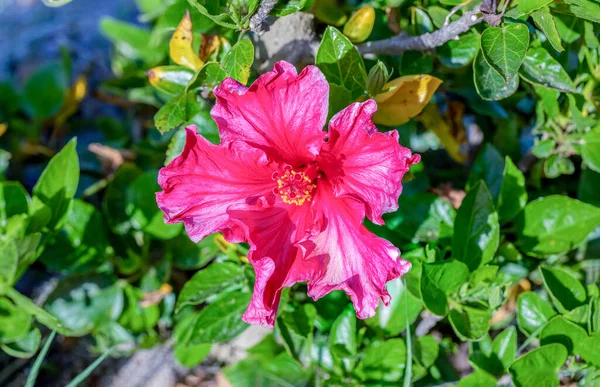 Virágzó Intenzív Vörös Hibiszkusz Virág Részletesen — Stock Fotó