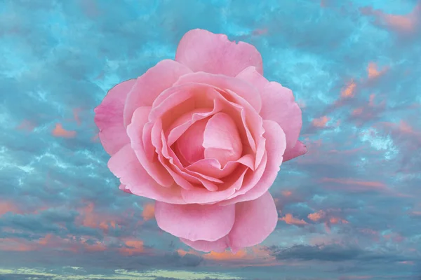Szczegół Kwitnącej Różowej Rośliny Różanej Romantycznym Tłem — Zdjęcie stockowe