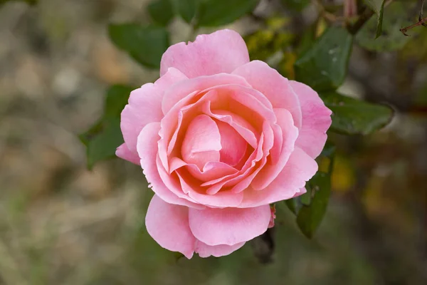 Dettaglio Della Pianta Rosa Fiorita — Foto Stock