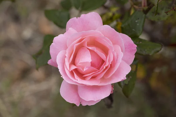 Dettaglio Fioritura Rosa Rosa Rosa Pianta Con Sfondo Romantico — Foto Stock