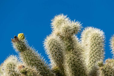 Arizonas Sonoran Çölü kaktüsü Organ Boru Kaktüsü Ulusal Anıtı 'ndaki devasa, sessiz bir ordu gibi duruyor.