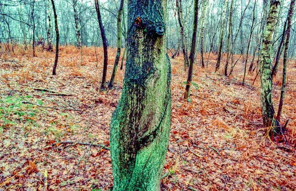 Форма Дерева Виглядає Сором Язлива Жінка — стокове фото
