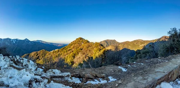 Hermosos Árboles Secuoya Bajo Cielo Azul —  Fotos de Stock