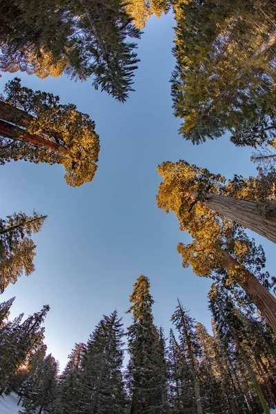 Hermosos Árboles Secuoya Bajo Cielo Azul — Foto de Stock