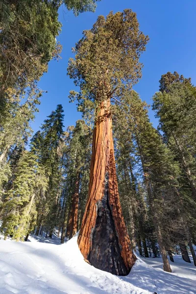 Piękne Stare Drzewa Sekwoja Pod Błękitnym Niebem — Zdjęcie stockowe