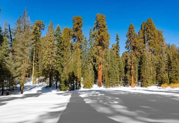 Schöne Alte Mammutbäume Unter Blauem Himmel Winter — Stockfoto