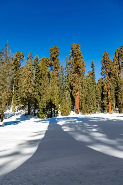 Mooie Oude Sequoia Bomen Onder Blauwe Hemel Winter — Stockfoto