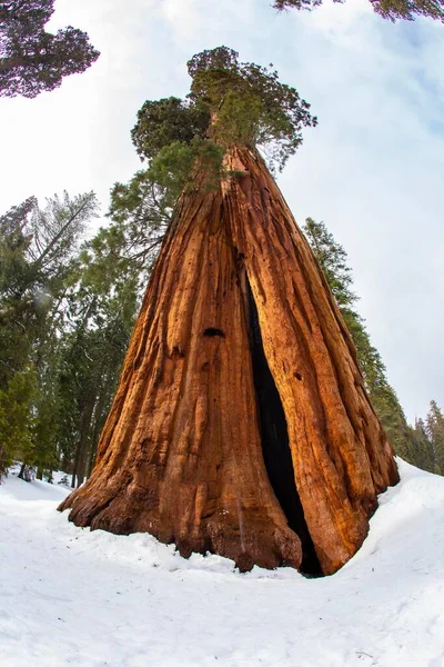 Gran Árbol Secuoya Invierno Parque Nacional Del Árbol Secuoya —  Fotos de Stock