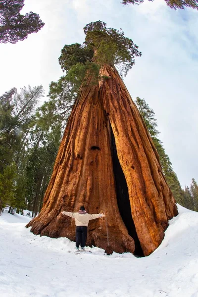 Gran Árbol Secuoya Invierno Parque Nacional Del Árbol Secuoya —  Fotos de Stock