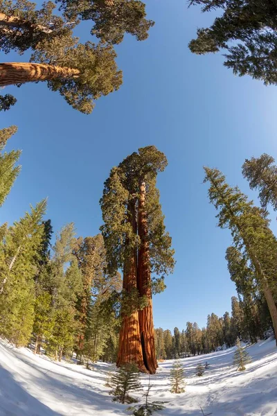 Beaux Vieux Séquoias Sous Ciel Bleu Hiver — Photo