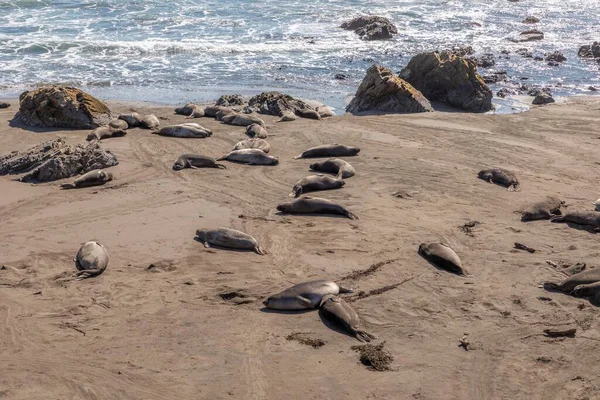 Cansadas Focas Relajantes Playa San Simeón — Foto de Stock